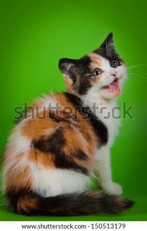 British three-colored cat breed