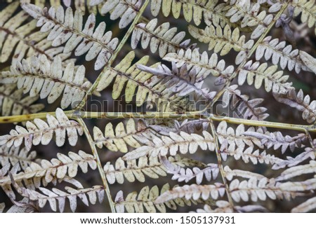 Closeup of golden fern leaves