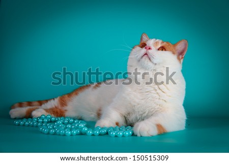 British tabby cat