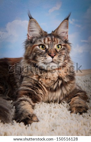 Mine Coon tabby cat, forest