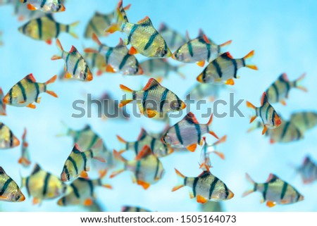 Group tiger barb or sumatra barb Puntius tetrazona fish in the aquarium. This is a species of ornamental fish used to decorate in the house