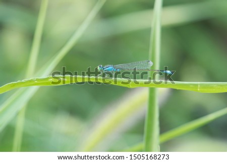 Damselfly resting on green leaves in the morning
