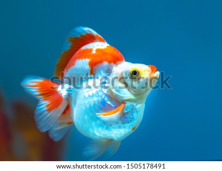 Colorful Goldfish in the aquarium. This is a species of ornamental fish used to decorate in the house