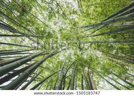 Nature view of bamboos trunks with natural light in blur style. Beautiful green leaves and lines of tree with bokeh in tropical rain forest. Growing bamboo border design over blurred sunny background