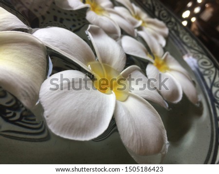 Flowers. Plumeria is a small genus of 7-8 species. Plumeria alba is called "champa" in Laos and parts of India. Magnolia champaca known for its strongly fragrant yellow or white flowers