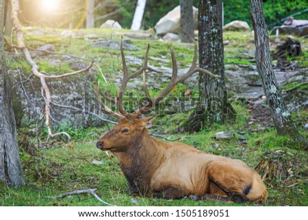 Red deer rests in the forest. Adult Noble Deer with big horns and great antlers. A cerf with a huge neck looking for a mate in the early morning.