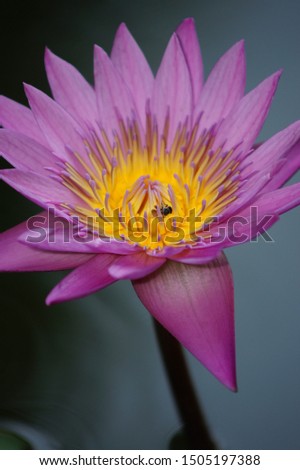 Egyptian lotus, Violet water Lilly