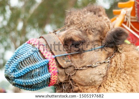 Pending the ornate of camel. camel wrestling.