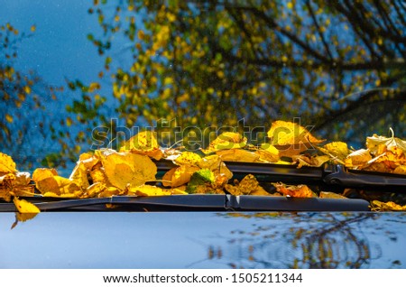 Autumn leaves on the hood of the car.