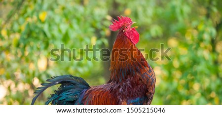 rooster bird singing or crowing in the nature Royalty-Free Stock Photo #1505215046