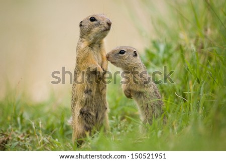 European ground squirrel mother with youngster