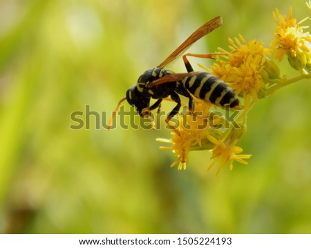 Wild wasp insect on meadow flowers close-up
