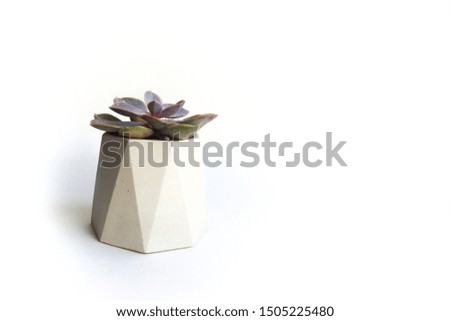 Succulent in a concrete polygonal planter on a table with a white background. Scandinavian design for hipster lifestyle. Simple decorations for the interior. Home plant