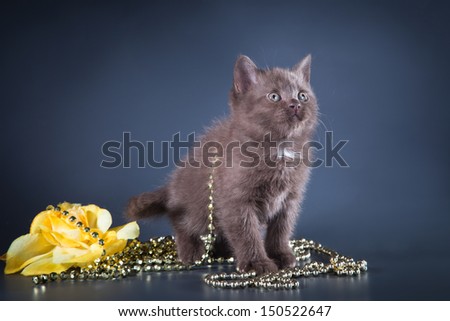 British fluffy kittens on a bright background