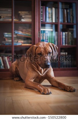 Rhodesian Ridgeback dog on the background of books, office, business dog