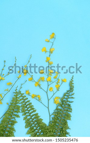 Oncidium orchids have small flowers and stems with set of green fern on blue background

