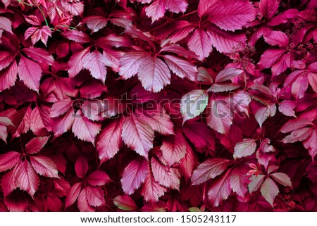 Natural texture of girlish grapes leaves close up. Floral background of parthenocissus  quinquefolia - decorative plant for landscaping  design. Creeper plant for hedge, fence or wall decorating