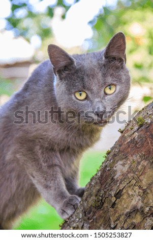 Fluffy cat is sitting on a tree branch. Pet. Cat for a walk in the yard. The cat is climbing trees.