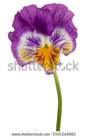 Studio Shot of Purple and Yellow Colored Pansy Flower Isolated on White Background. Large Depth of Field (DOF). Macro. Close-up.