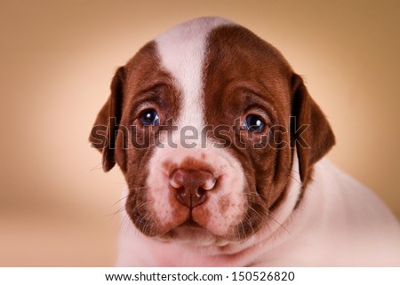cute puppies pitbull terrier on a colored background