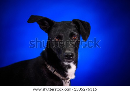 Cute mongrel dogs on a blue background. Portrait.
