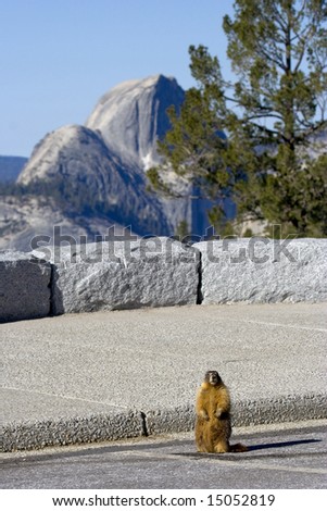 Marmot at Olmstead Point with Half Dome in the background (Yosemite Nat'l Park)