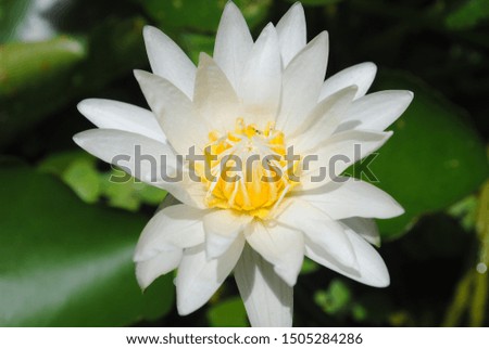 White lotus flower is blooming in the pond. Nelumbo nucifera Gaertn