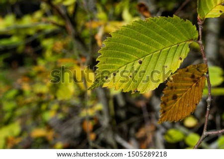 Colorful leaves of hornbeam with a serrated margin