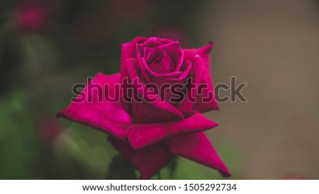 red rose flowers | images |wallpaper|picture