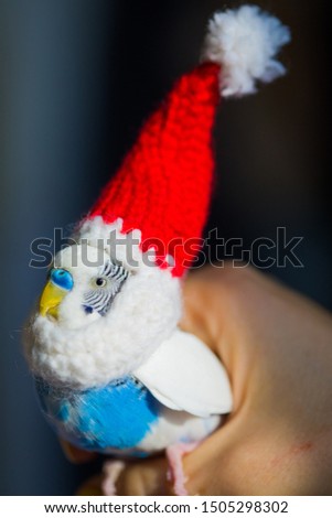 Blue parrot in red santa claus hat. 
Budgerigar Christmas parrot.