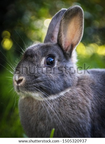 domestic rabbit that has gone wild