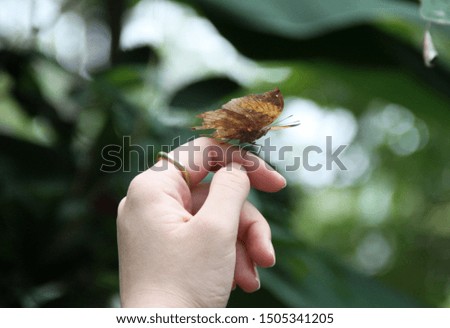 Butterfly, Hand, Insect, Animal, butterfly on the hand, nature, human body part, one animal