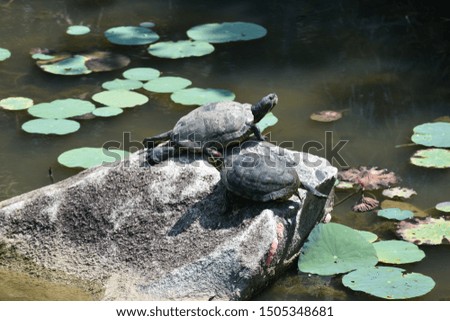 Turtles on the rocks in a natural wetland