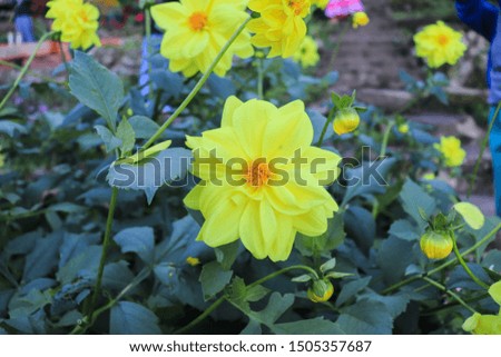 Beautiful yellow flower fresh spring morning on soft green background, macro. Spring template.