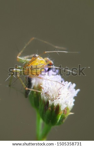 Close up photo of flowers and spiders.