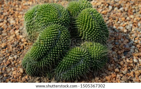 Stunning spiny cactus plants for decoration.