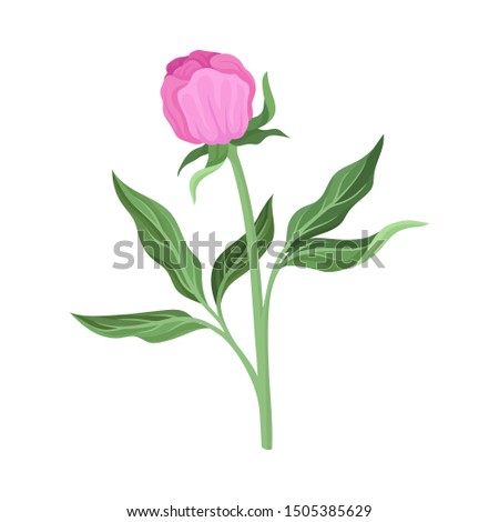 Pink peony bud on the stem. Vector illustration on a white background.