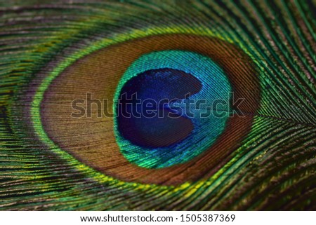 Macro texture of a multi-colored peacock feather with a unique pattern on the surface