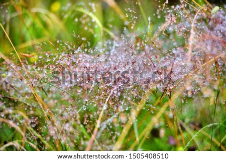Mountain grass with dew drops as background