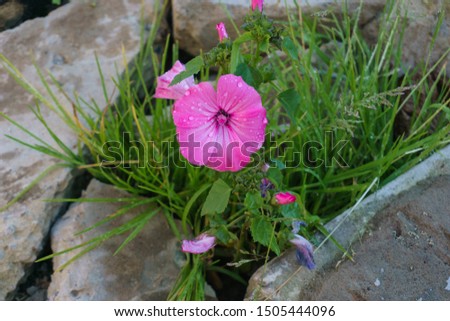 
A beautiful pink wildflower blossomed on the ground among the stones. Used for nature background concept. Lonely mood.