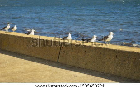 Image of resting seabirds and the sea