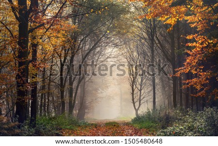 Autumn trees shaping a natural archway in a misty forest, with a path leading into the bright fog  Royalty-Free Stock Photo #1505480648
