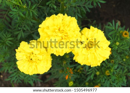 Marigold or Tagetes plant with three fully expanded yellow flowers  surrounded with pinnate green leaves  growing in the garden on a warm sunny summer day