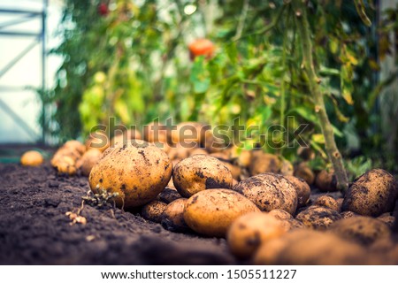 Low Angle View of Freshly Harvested Organic Potatoes on the Ground and Red Tomatoes in a Greenhouse, Closed Door in Background. Harvest Season Concept. Royalty-Free Stock Photo #1505511227