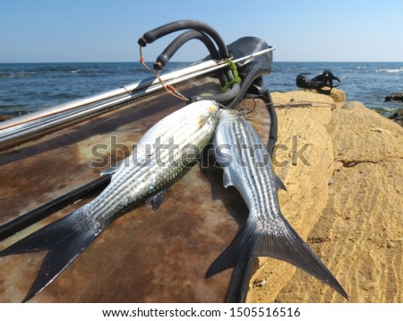 Successful spear fishing - speargun, swim fins, fish and mask on the rock on blue sea background. Royalty-Free Stock Photo #1505516516