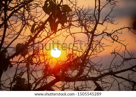 Silhouettes photo of branches of tree during sunrise. Sunrise with deep orange sky.