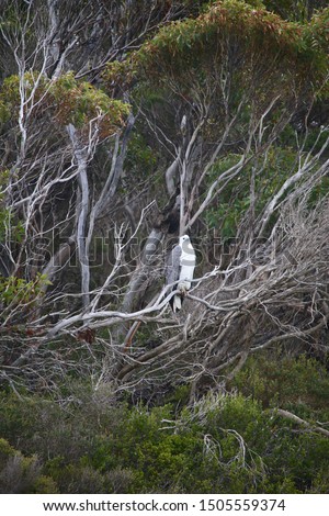 White bellied eagle, Port Lincoln National Park