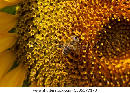 Honeybee collecting pollen from a sunflower. 