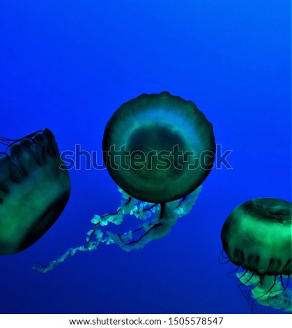 Beautiful picture of Jelly Fish under water in lights.
