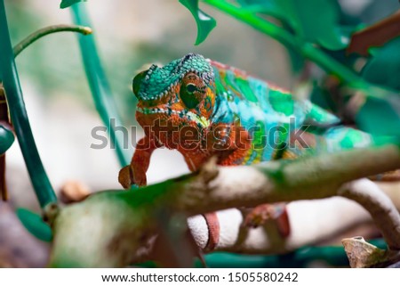 Adult male Chameleon on a branch. Close-up, photographed against the background of the jungle. Color changer reptile animal chamaeleo